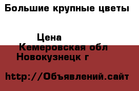 Большие крупные цветы › Цена ­ 5 000 - Кемеровская обл., Новокузнецк г.  »    